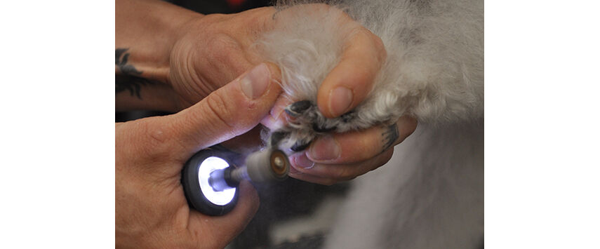 How to Groom a Bedlington Terrier